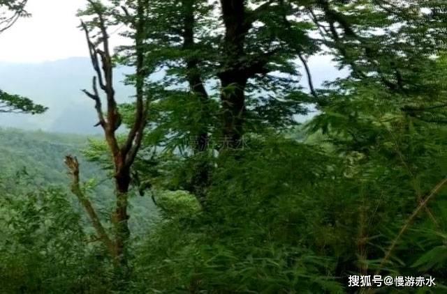 小红帽找不同